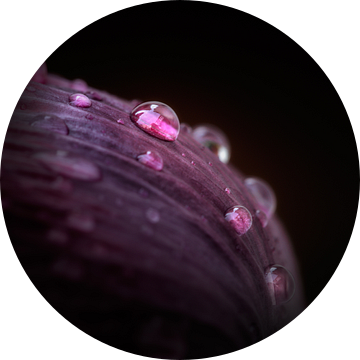 Purple rain van Ruud Peters
