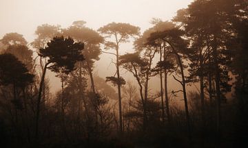 Mist in het bos van Leanne Verdonk