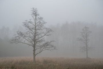 Fine Art landschap van bomen in de mist van John van de Gazelle fotografie