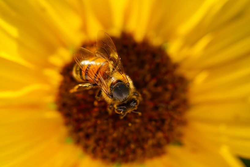 Honingbij in zonnebloem van Iris Holzer Richardson