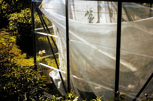 Kas met doorschijnend folie in zonlicht – lijnen & textuur | minimalistische tuinposter