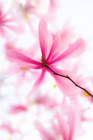 Magnolienblüte 3