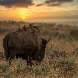 Amerikaanse bizon in Nationaalpark Yellowstone Amerika in avondlicht van Christien Brandwijk