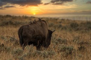 Amerikaanse bizon in Nationaalpark Yellowstone Amerika in avondlicht van Christien Brandwijk