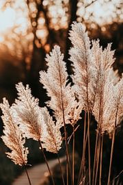 Savannengras im Sonnenlicht – Natürlich von Poster Art Shop