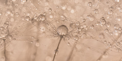 A drop is carried by a fluff of the dandelion