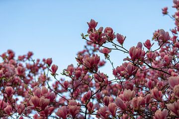 Magnolia blossom against a beautiful blue background by Kim Willems
