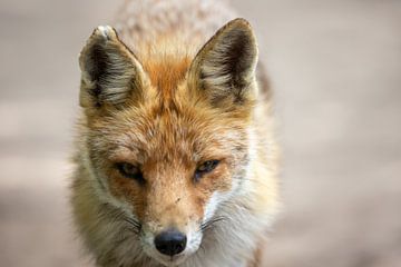 Fox, a little too close by Erwin van Eekhout