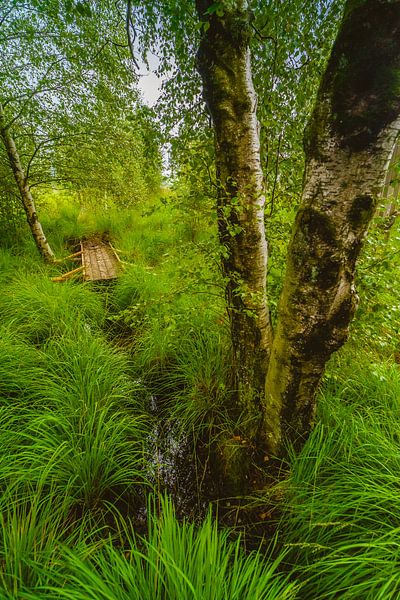 Wasserlauf Hohes Venn Hochformat von Peter Vossen