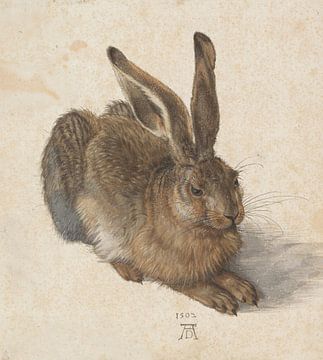 Albrecht Dürer - Hare