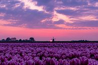 tulpenveld van Samantha Rorijs thumbnail