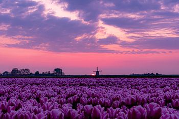 tulip field