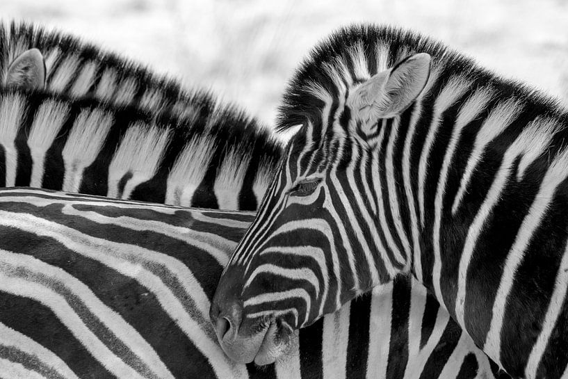 zebras by Ger van Beek