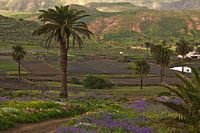 Palmenlandschap Lanzarote