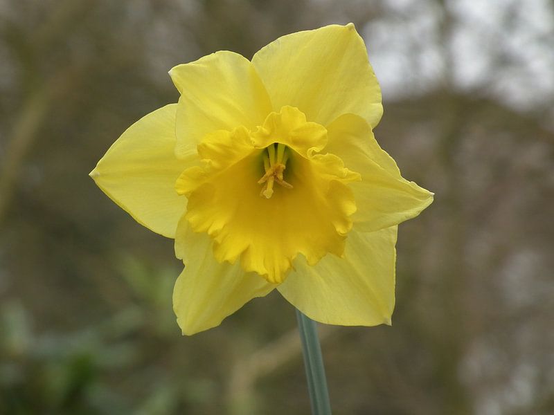 Narcis by Elja Hilboesen