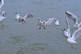 Black-headed gulls in plain dress, foraging. by Karin Jähne