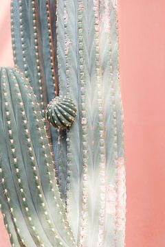 cactus - reisfotografie - boho poster van Robin Polderman