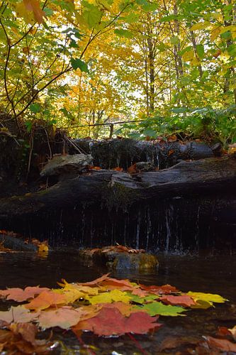 Een beekje in het bos in de herfst