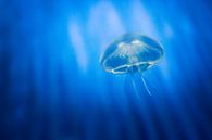 jellyfish by Freddy Hoevers thumbnail