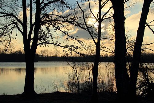 Bäume in der Hintergrundbeleuchtung