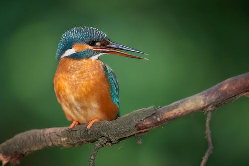 IJsvogel