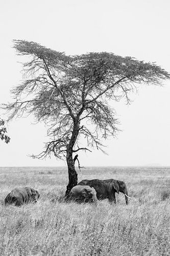 Elephant Tree