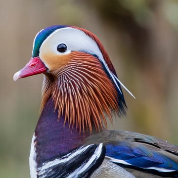 Mandarin duck by Petra Bos