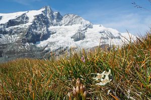Großglockner, Edelweiß und Murmeltiere – pure Alpenidylle in Österreich. Jetzt das beeindruckende Alpenfoto als Leinwand oder Wandbild kaufen und Natur zuhause genießen.