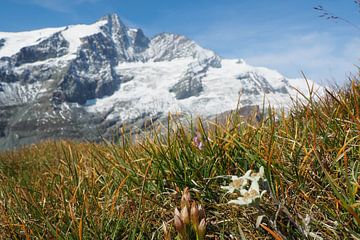 Großglockner, edelweiss and marmots - pure Alpine idyll in Austria. Buy the impressive Alpine photo as a canvas or wall mural now and enjoy nature at home.
