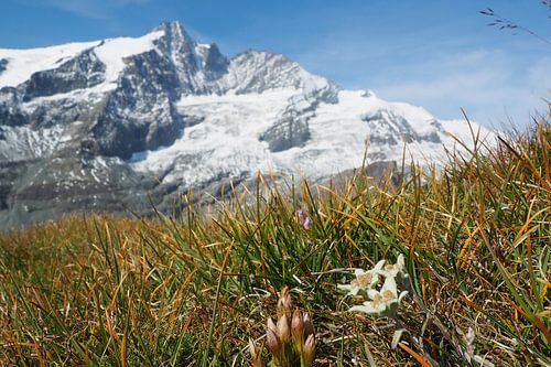 Grand Glockner, edelweiss et marmottes - une pure idylle alpine en Autriche. Acheter maintenant cette impressionnante photo des Alpes sur toile ou tableau mural et profiter de la nature chez soi.