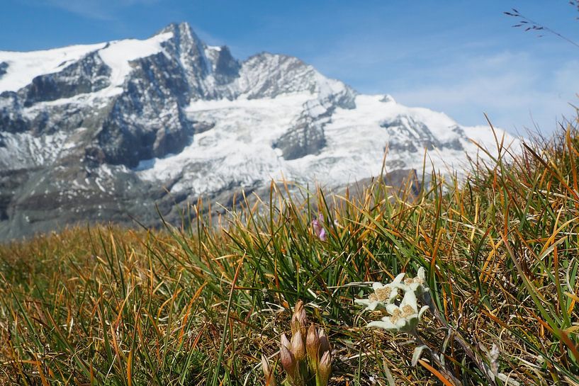 Großglockner, Edelweiß und Murmeltiere – pure Alpenidylle in Österreich. Jetzt das beeindruckende Alpenfoto als Leinwand oder Wandbild kaufen und Natur zuhause genießen. von Miriam Schwarzfischer Fotografie