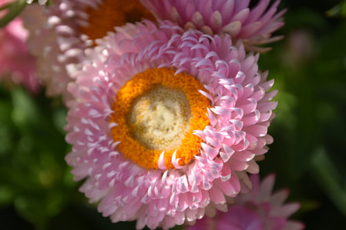 Strobloem