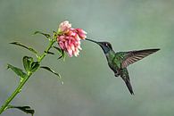 Colibri par Natuurels Aperçu
