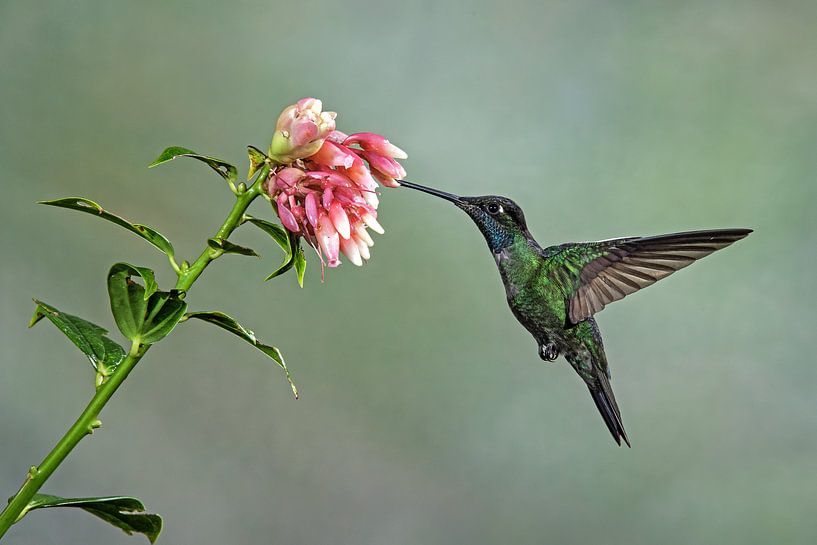 Colibri par Natuurels
