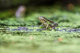 Grüner Frosch von Merijn Loch