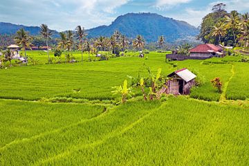 Luchtfoto van rijstvelden op Java in Indonesië Azië van Eye on You