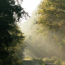 Lichtstrahlen am frühen Morgen von Sander Huizinga