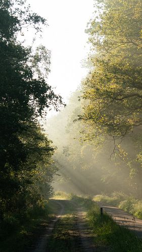 Les rayons lumineux au petit matin