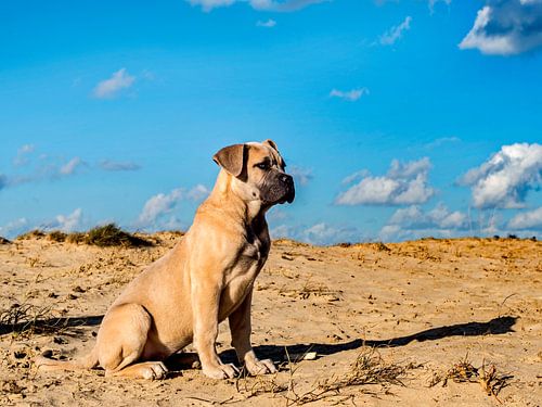 Zuidafrikaanse Boerboel "Karma"