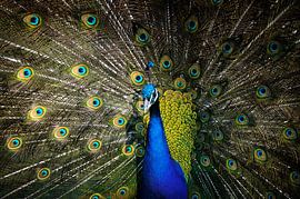 Behalten Sie die Farbe von Dick Nieswaag