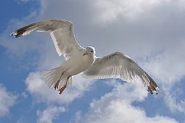 Birdless by esther snoeck