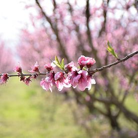 Pfirsichblütenweg in Veria von Ingrid de Vos - Boom