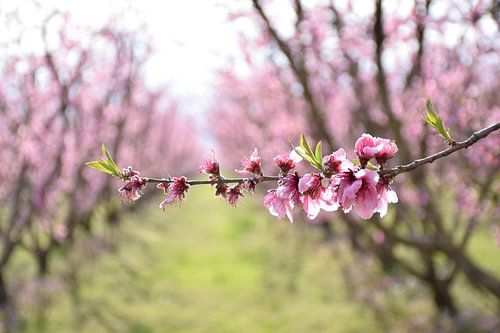 Peach Blossom Trail in Veria