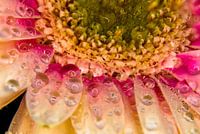 gerbera macro met druppels