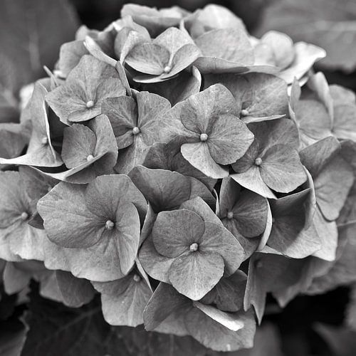 Fleur d'hortensia magique - monochrome 