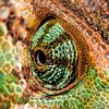 Chameleon eye. by Rob Smit
