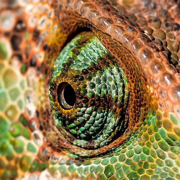 Chameleon oog. von Rob Smit