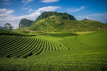 Theevelden in Moc Chau, Vietnam van Antwan Janssen