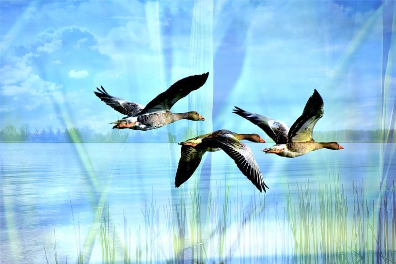 Ganzen boven water by Susan Dekker