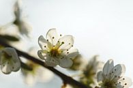Fleur de printemps par Carla Mesken-Dijkhoff Aperçu